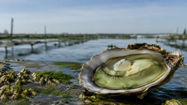 Pourquoi les huîtres de Marennes-Oléron sont-elles vertes : secrets du phytoplancton